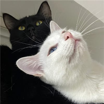 نور علی avatar