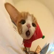 شازیہ ملک avatar